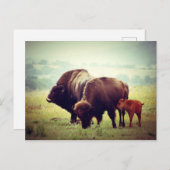 American Buffalo (Bison) Family Briefkaart (Voorkant / Achterkant)