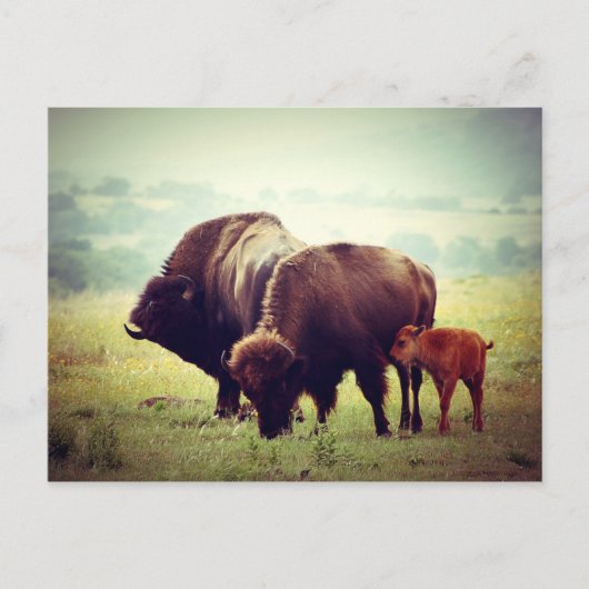 American Buffalo (Bison) Family Briefkaart (Voorkant)