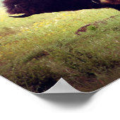 American Buffalo (Bison) Family Poster (Hoek)