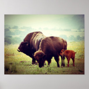 American Buffalo (Bison) Family Poster