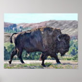 American Buffalo Bison Poster (Voorkant)