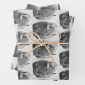 American Buffalo Inpakpapier Vel (In situ)