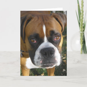 American Bulldog Birthday Card Kaart