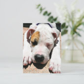 American Bulldog Briefkaart (Staand voorkant)