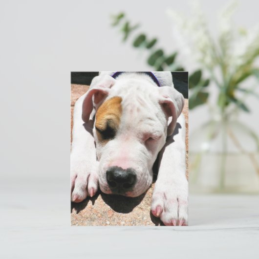 American Bulldog Briefkaart (Staand voorkant)