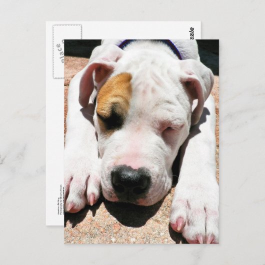 American Bulldog Briefkaart (Voorkant / Achterkant)