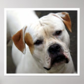 American Bulldog Face Poster (Voorkant)