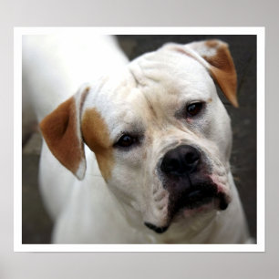 American Bulldog Face Poster
