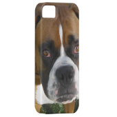 American Bulldog iPhone 5 Hoesje (Back/Rechts)