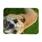 American Bulldog Premium magneet (Horizontaal)