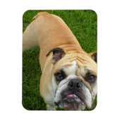 American Bulldog Premium magneet (Verticaal)