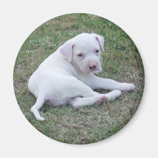 American Bulldog Puppy Magneet
