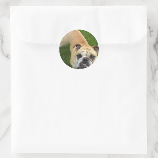 American Bulldog Stickers (Tas)