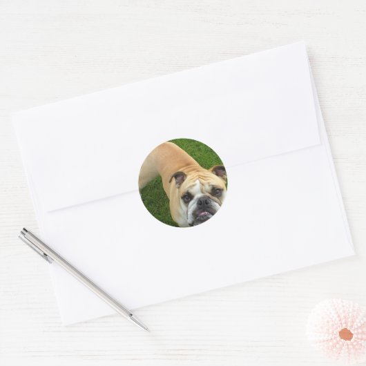 American Bulldog Stickers (Envelop)
