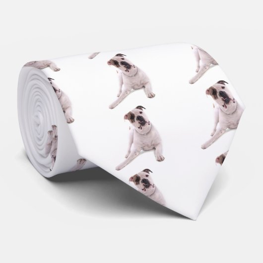 american bulldog stropdas (Opgerold)