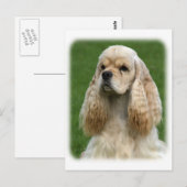American Cocker Spaniel 9Y244D-035_2 Briefkaart (Voorkant / Achterkant)