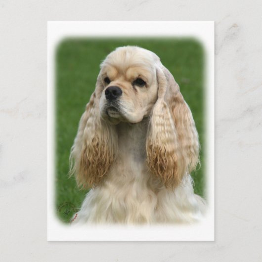 American Cocker Spaniel 9Y244D-035_2 Briefkaart (Voorkant)