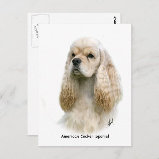 American Cocker Spaniel 9Y244D-035 Briefkaart (Voorkant / Achterkant)
