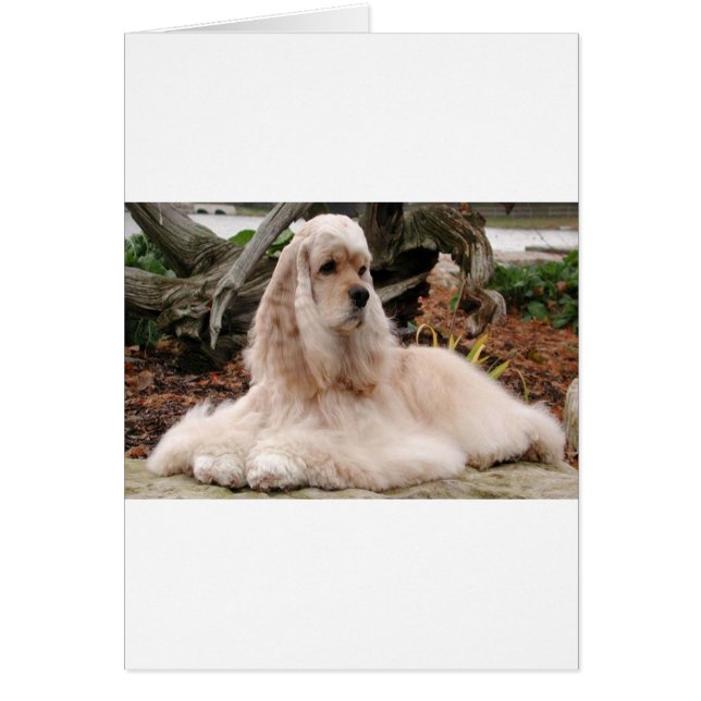American Cocker Spaniel Series (Voorkant)