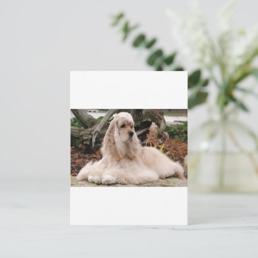 American Cocker Spaniel Series Briefkaart (Staand voorkant)