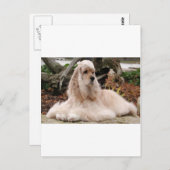 American Cocker Spaniel Series Briefkaart (Voorkant / Achterkant)