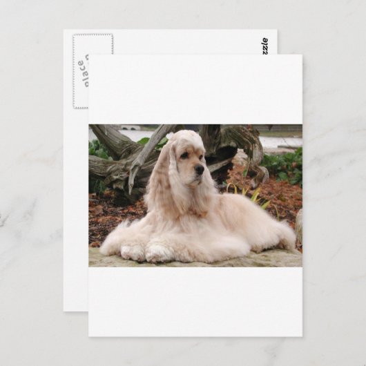 American Cocker Spaniel Series Briefkaart (Voorkant / Achterkant)