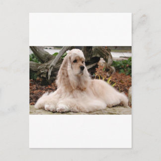 American Cocker Spaniel Series Briefkaart