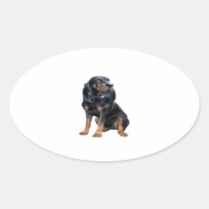 American Coon Hound - Black en Tan Ovale Sticker