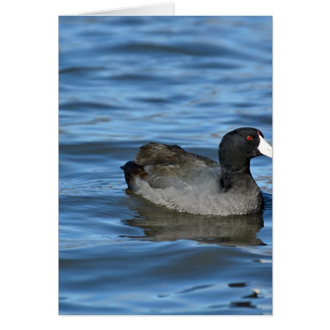 American Coot (Voorkant)
