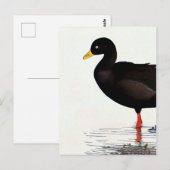 American Coot - Bird - Natuur Art Card Briefkaart (Voorkant / Achterkant)