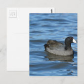 American Coot Briefkaart (Voorkant / Achterkant)