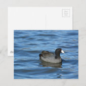 American Coot Briefkaart (Voorkant / Achterkant)