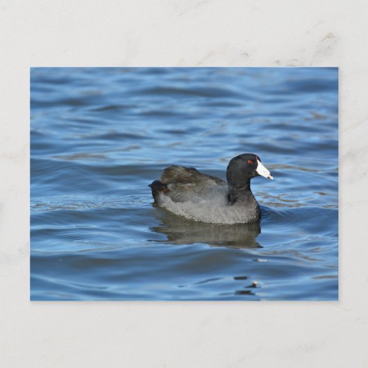 American Coot Briefkaart (Voorkant)