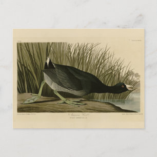 American Coot from Audubon's Birds of America Briefkaart