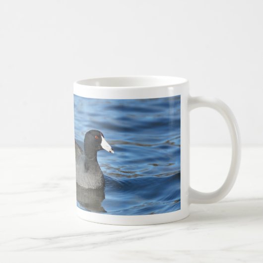 American Coot Koffiemok (Rechts)