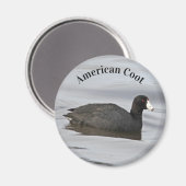 American Coot Magneet (Voorkant / Achterkant)