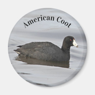 American Coot Magneet