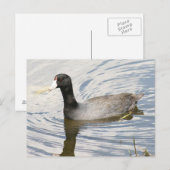 American Coot Photo Briefkaart (Voorkant / Achterkant)