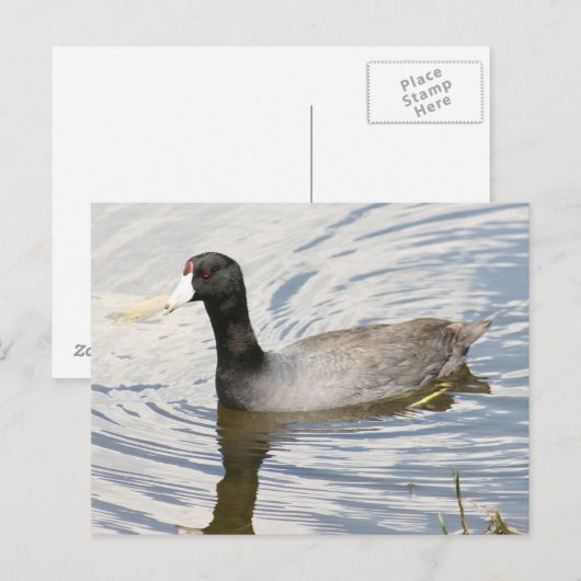 American Coot Photo Briefkaart (Voorkant / Achterkant)