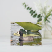 American Coot Photo Briefkaart (Staand voorkant)