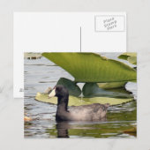 American Coot Photo Briefkaart (Voorkant / Achterkant)