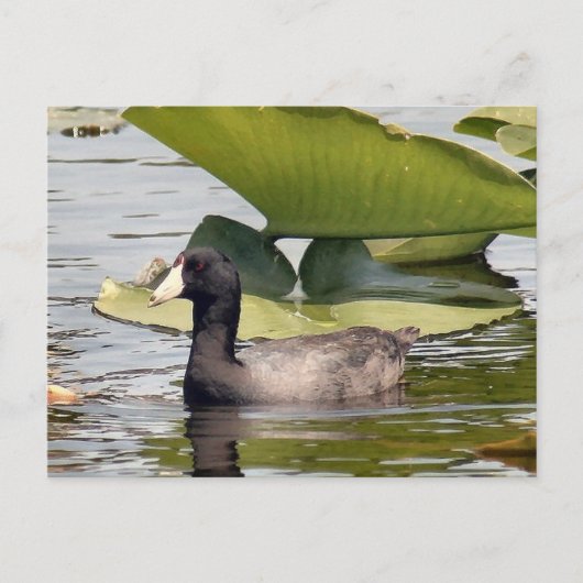 American Coot Photo Briefkaart (Voorkant)