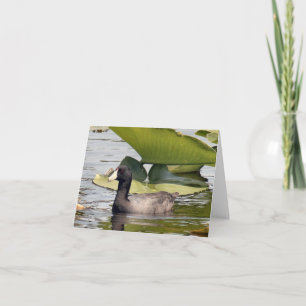 American Coot Photo Folded Note Kaart