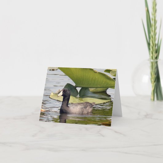 American Coot Photo Folded Note Kaart (Voorkant)