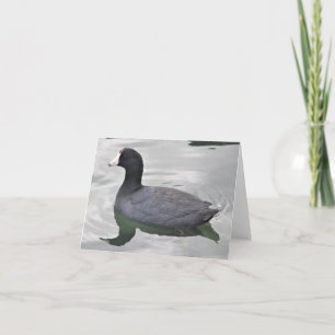 American Coot Photo Folded Note Kaart