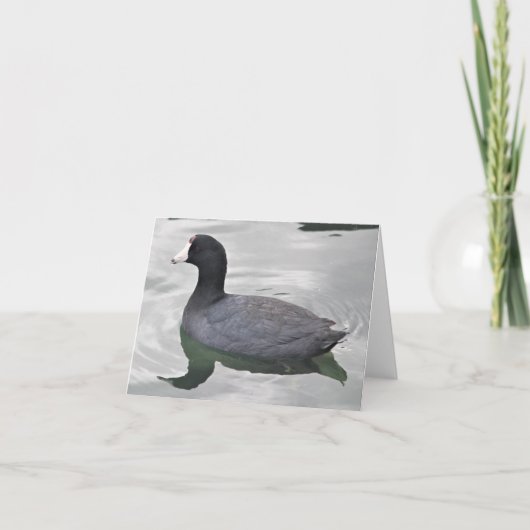 American Coot Photo Folded Note Kaart (Voorkant)