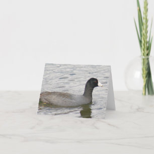 American Coot Photo Folded Note Kaart