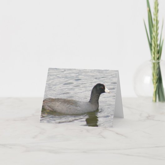 American Coot Photo Folded Note Kaart (Voorkant)