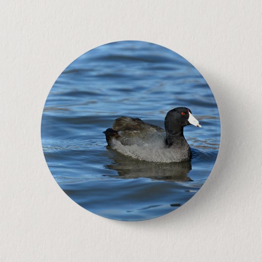 American Coot Ronde Button 5,7 Cm (Voorkant)