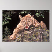 American Cougar poster (Voorkant)